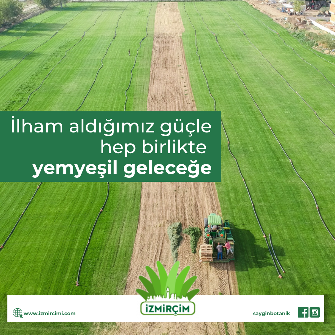 Bermuda TifSport Hazır Doğal Çim