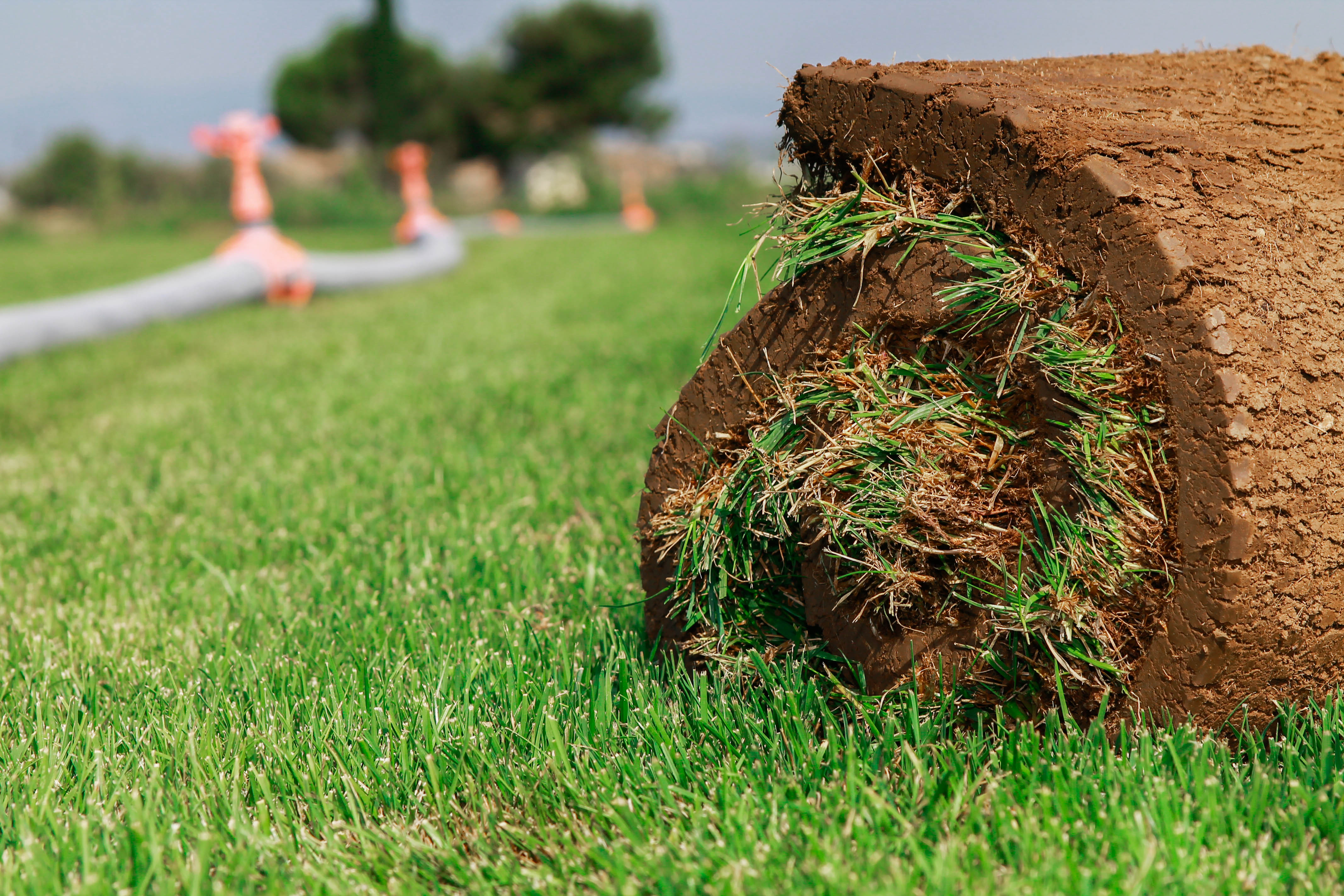 Dört Mevsim Yeşil Hazır Doğal Çim